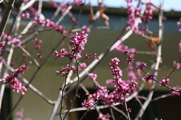 بهار دانشگاه 1399